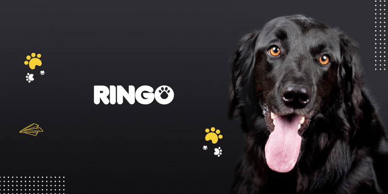 Comportamientos que ponen a un perro nervioso